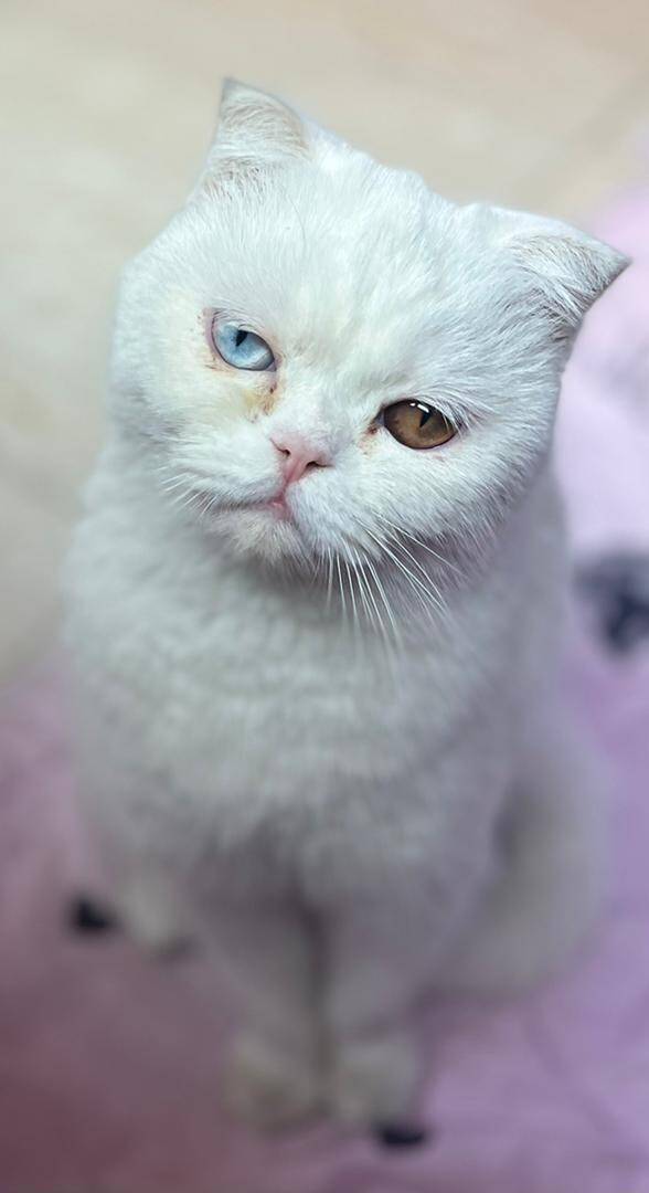 مایا